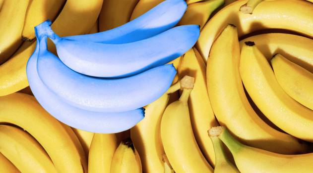  Banana Blue Java: Die vrugte wat soos roomys smaak