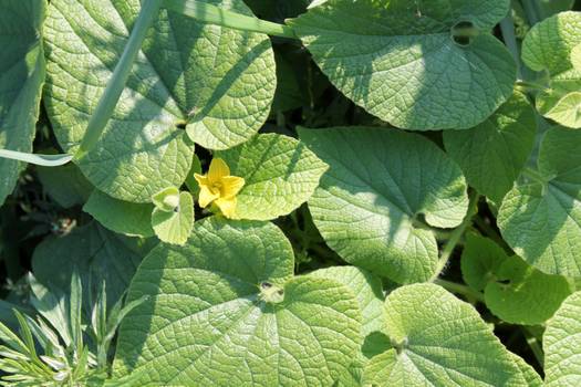  Abutua: Meet the medicinal plant