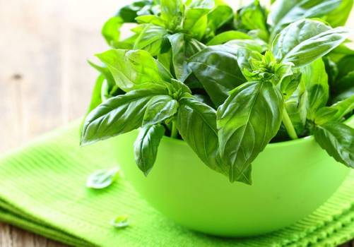  Basil: What it is for, properties and how to use