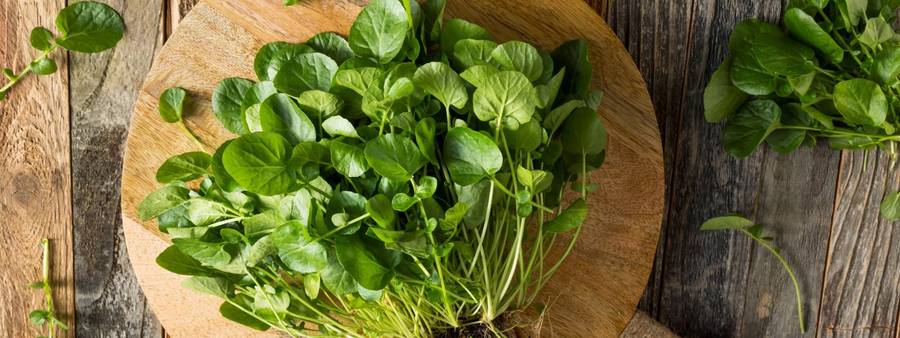  Watercress: Learn about the benefits of the vegetable