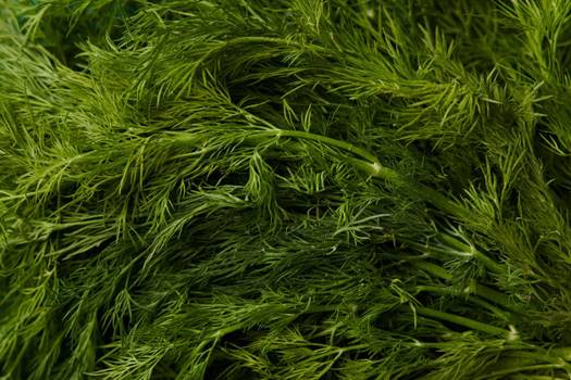 Dill: What it is, benefits of the herb and how to make tea