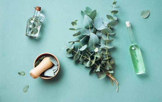  Eucalyptus oil: The benefits of this aromatherapy