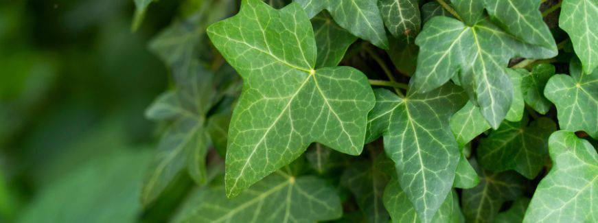  Ivy: den giftiga växten som gör underverk för hälsan
